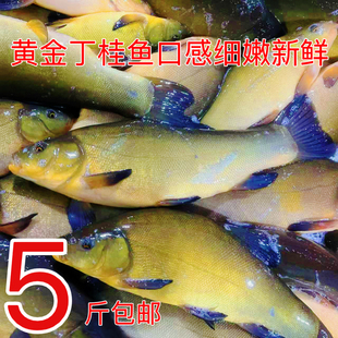 黄金丁桂鱼东北冷水丁桂鱼淡水鱼口感细腻新鲜冷冻包邮