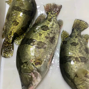 鳌花鱼鳜鱼东北特产冷水鱼新鲜冰鲜大鳌花5-9.5斤特价包邮