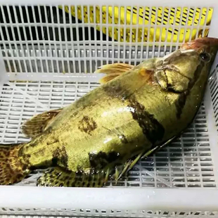 鳌花鱼东北特别冷水大鳌花桂鱼清蒸红烧肉质细嫩5斤包邮