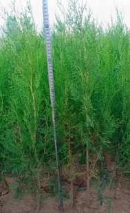 侧柏苗 柏枝 柏树 柏树苗 baishumiao 翠柏苗 常绿乔木 荒山绿化