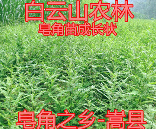 皂荚树皂刺皂荚之乡皂角树