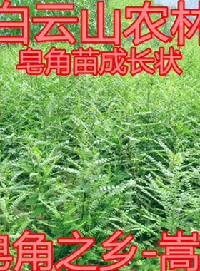 皂荚树皂刺皂荚之乡皂角树