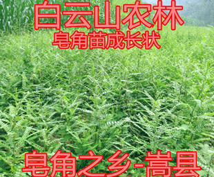 皂角树苗 皂荚树苗 皂刺树 皂角苗 皂角树 皂荚树 皂角之乡嵩县