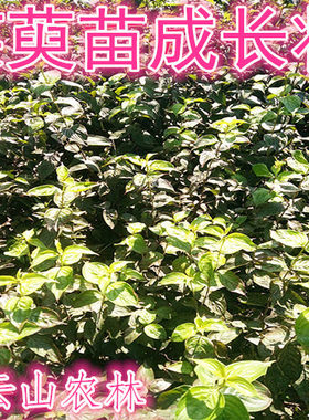 山茱萸树苗山萸肉药枣苗