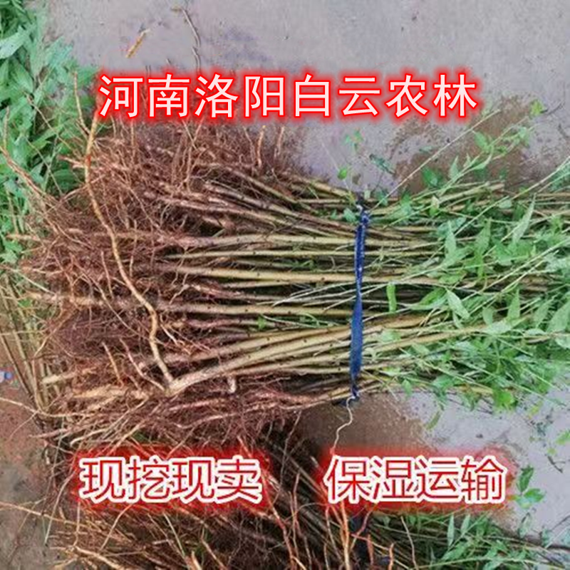 桃树苗 毛桃树苗 桃树 占地苗 果树苗 山桃苗 砧木 实生苗 野桃苗,鲜花速递/花卉仿真/绿植园艺,果树,淘宝优惠券,粉丝福利购,淘宝优惠卷