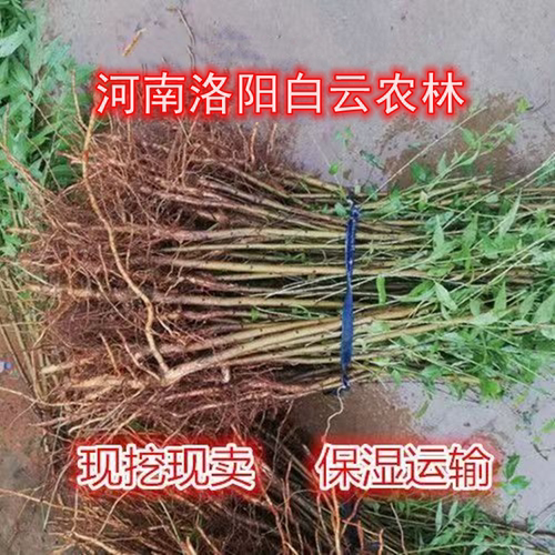 实生苗毛桃野桃毛桃苗砧木占地苗
