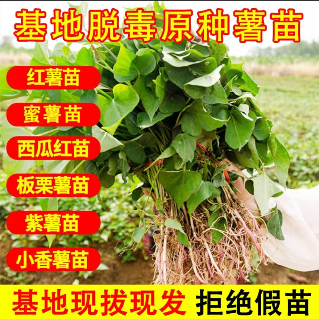 山东红薯苗蜜薯苗板栗红薯苗西瓜红紫薯商薯苗现拔现发