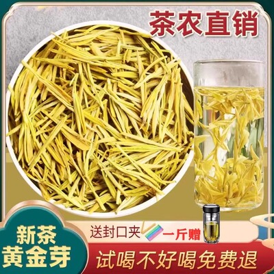黄金芽茶叶明前一级一芽两叶采摘