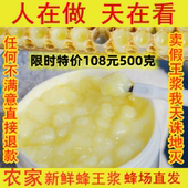 新浆蜂王浆野生春油菜槐花蜂皇浆新鲜纯正天然高活性正品 鲜活原浆