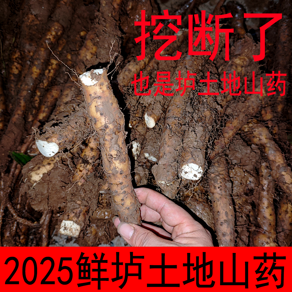 新鲜现挖垆土山药新鲜现挖