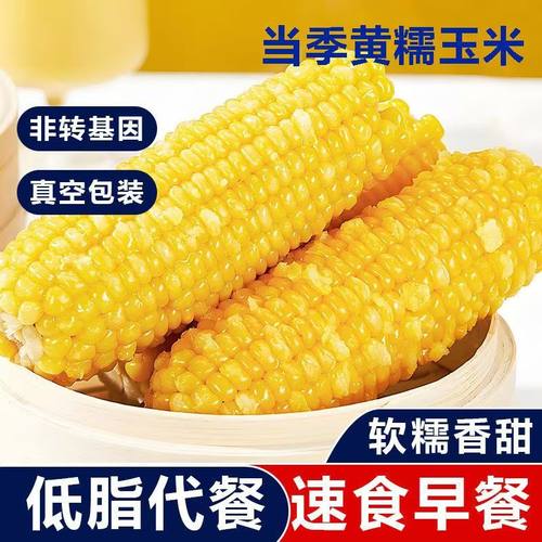 香粘10根5-6斤】东北黄糯玉米糯玉米粘熟真空早餐晚代餐粗粮大棒