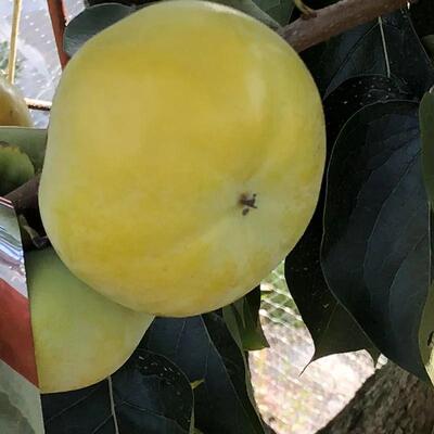 日本甜柿树苗嫁接苗大秋太秋甜柿树苗柿子树苗脆甜柿子现摘现吃