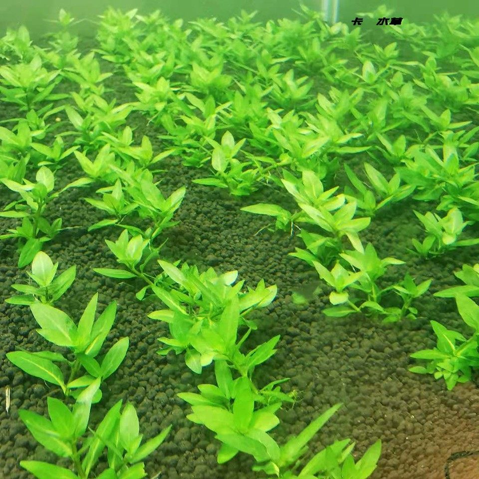 南美叉柱花 水下叶前景草爬地有茎类水草全场满68顺丰包邮