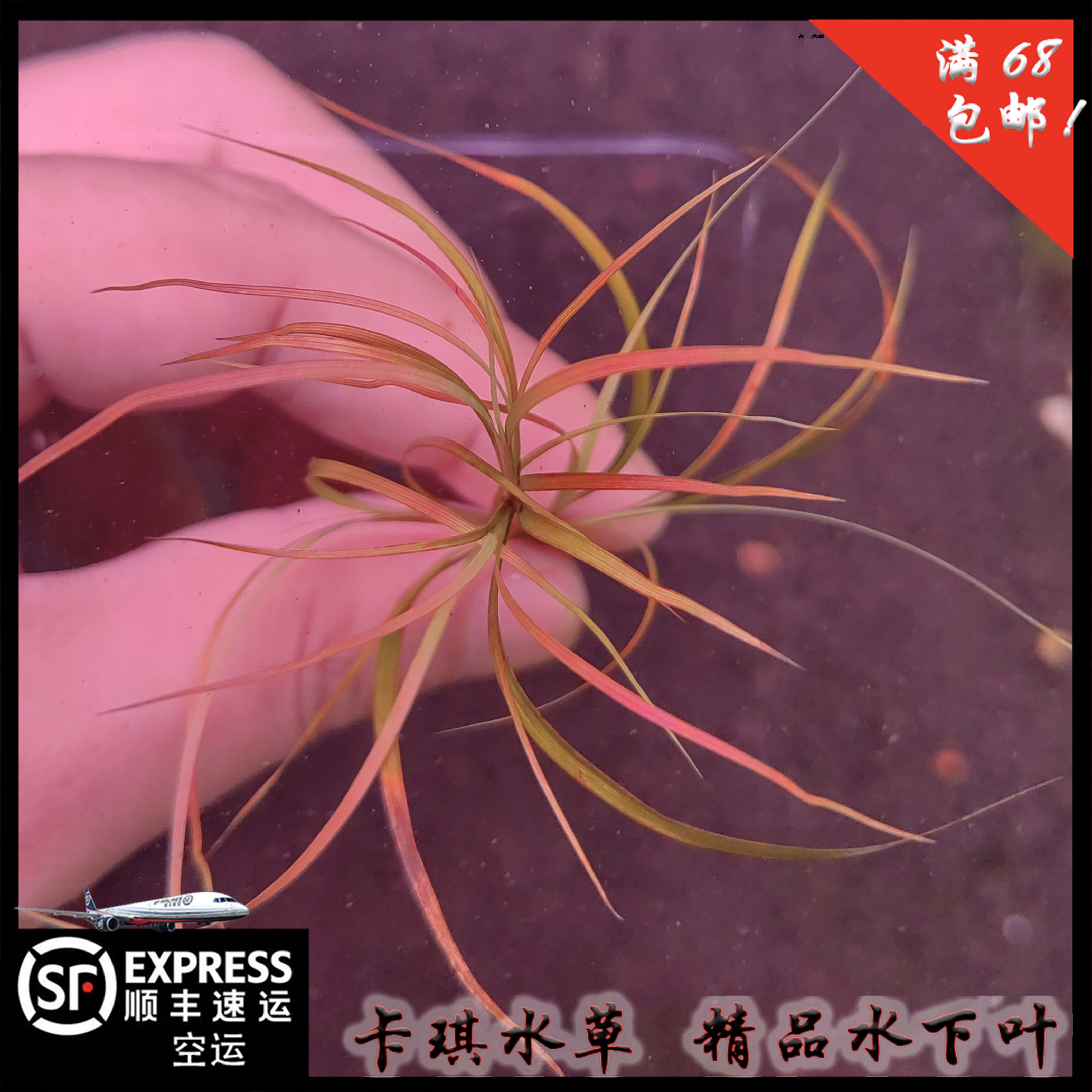 赤焰灯芯 精品水下叶中景水草淡水草缸厂家直销