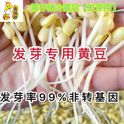 宾滋郎新货黄豆非转基因大豆子发芽豆浆原料营养早餐粥纳豆农家散