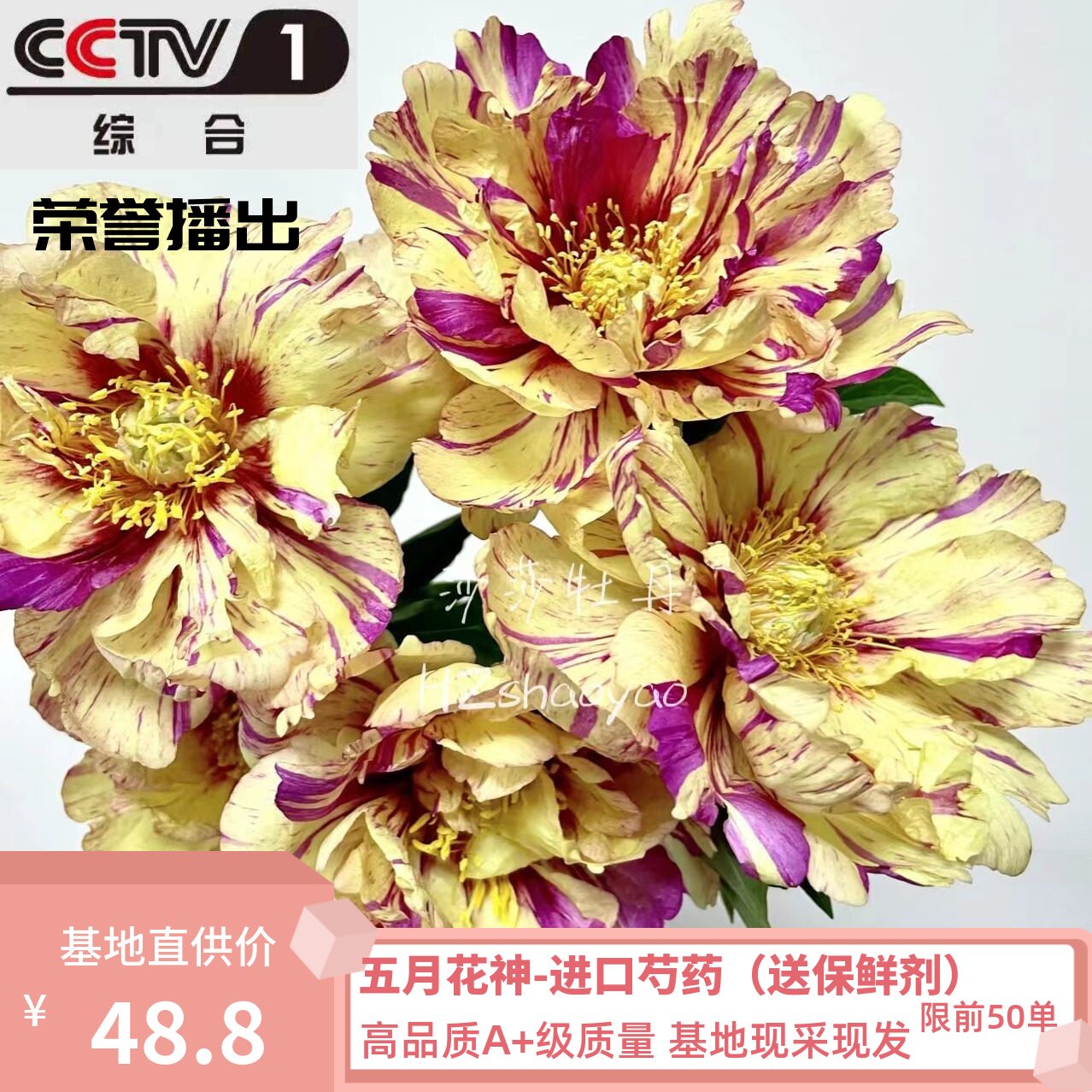 【棒棒糖】伊藤芍药高品质A级进口芍药鲜花莎莎家重瓣婚礼家庭