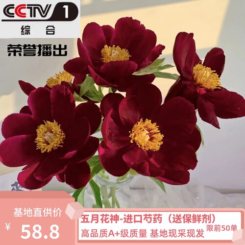 【伊利酋长】 进口芍药鲜花莎莎家重瓣婚礼家庭花束水养花山东