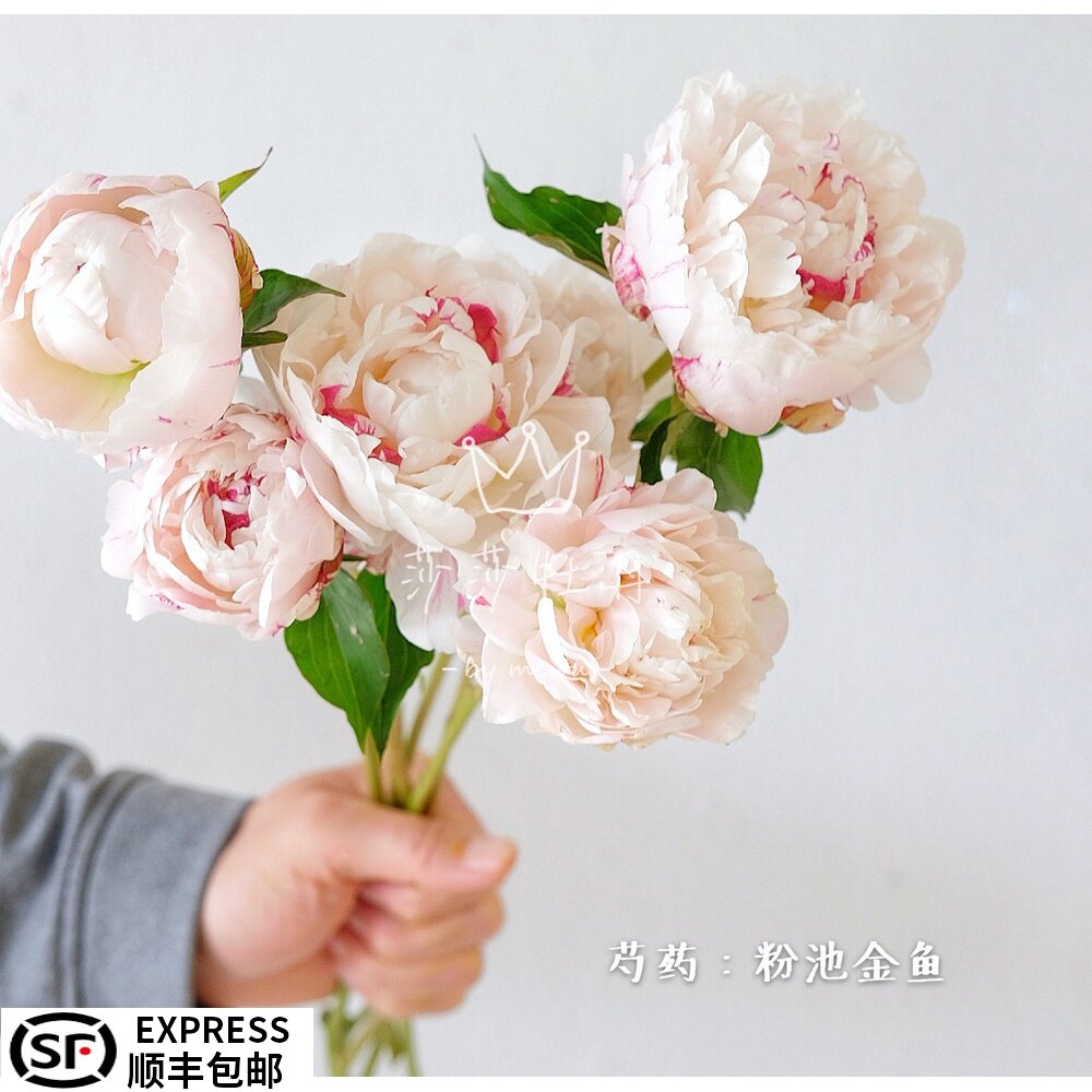 Sasa Peony Powder goldfish pond Heze Chinese herbaceous peony Fresh Cut Flowers Seedlings courtyard flowers and plants plant 2020 Autumn deliveryin the Flower delivery/Flowers simulation/Plants gardening , Flowers/Potted plants (New) , Flowers  category - from Buy2taobao.com to provide professional Taobao agent buy service