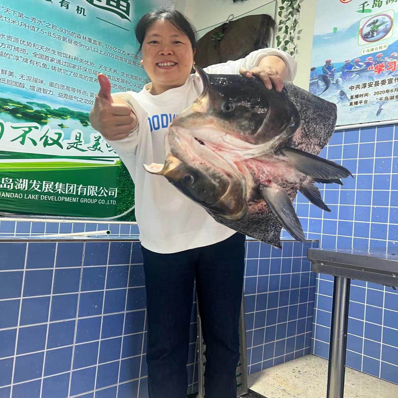 千岛湖有机鱼鱼头鳙鱼胖头鱼花鲢鱼大鱼头