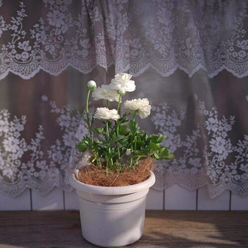 塑料花盆系列标准矮胖种草合适