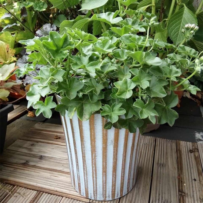 环球仿古风加仑刷漆草花盆天竺葵