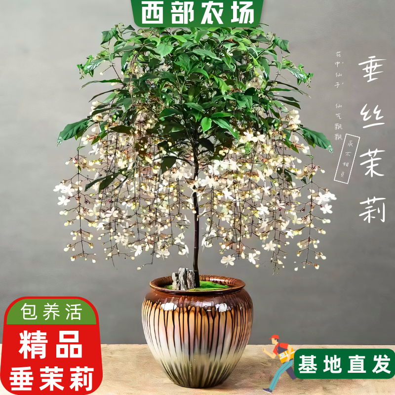 好养易活垂丝茉莉西部农场带花苞