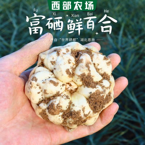 西部农场恩施新鲜卷丹百合富硒