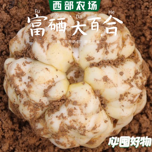 新鲜食用大百合西部农场富硒精选