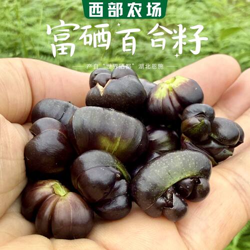 富硒新鲜卷丹百合籽微苦包粥美食