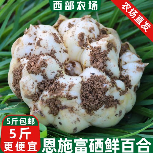 恩施富硒2026现挖新鲜大百合微苦