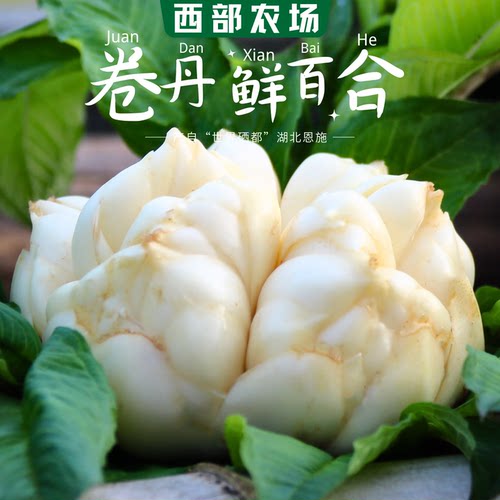 2026恩施富硒现挖粉糯香新鲜百合