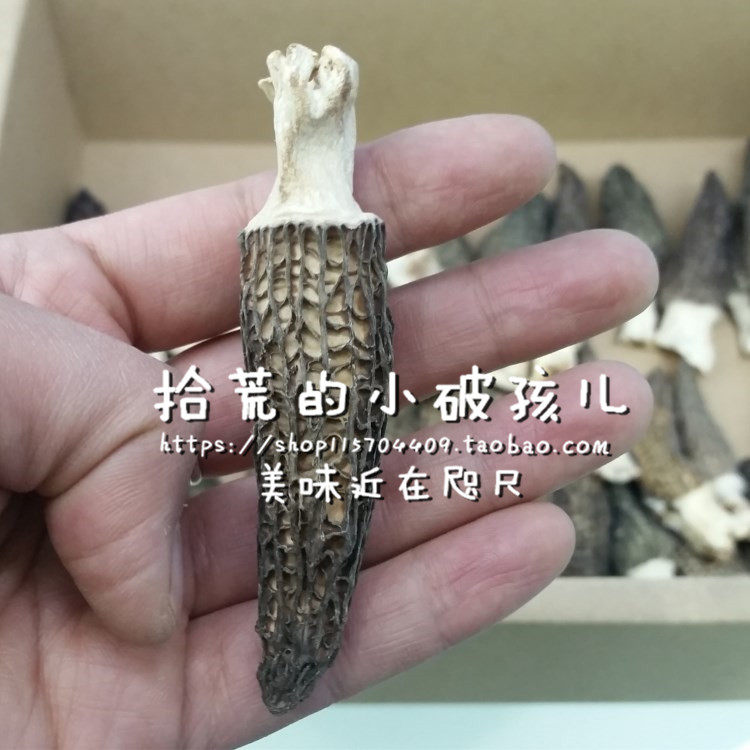 6月发货 大凉山会理特产羊肚菌干货羊肚菌干菌菇食用菌50G包邮
