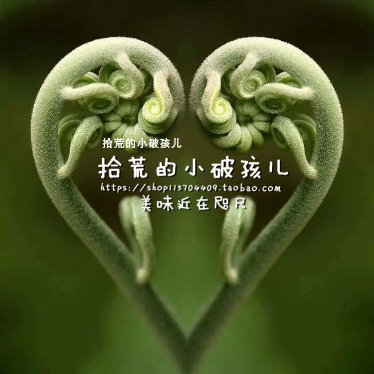 6月发货大凉山会理特产干货野生蕨菜干500G包邮