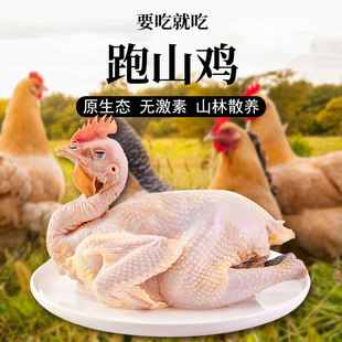 有机跑山鸡母鸡礼盒 原生态农牧场放养食用鸡肉质鲜嫩炒菜炖汤