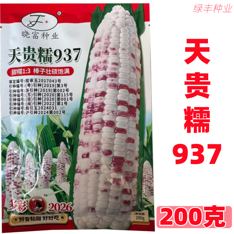 晓富种业天贵糯937玉米种子 甜糯1:3彩糯玉米种 棒子饱满鲜香粘甜