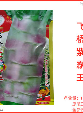 永安飞桥紫霸王种子金农莴笋种基地种植红皮肉绿高产蔬菜种籽