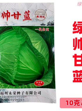 绿帅甘蓝种子中熟厚扁球形叶色油绿包菜平包扁包春秋冬季甘蓝种孑