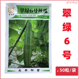 翠绿6号丝瓜大肉棱角丝瓜种子 花点八角瓜良种春夏秋冬季蔬菜种孑