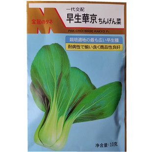 早生华京2号青梗菜种子 日本武藏野进口油菜种春夏秋冬季蔬菜种孑