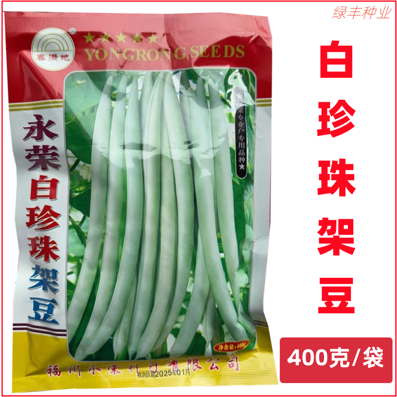 福州永荣春满地白珍珠架豆种子四季豆玉豆架豆种子春季四季豆种孑