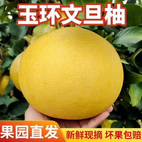 正宗浙江玉环文旦大果文旦柚新鲜应季当季大又甜白心孕妇红心蜜柚