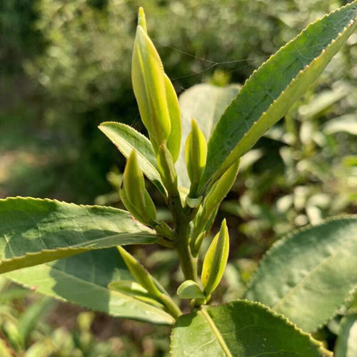 霍山茶叶黄芽2026茶叶明前特级黄茶250g 霍山茶叶清香嫩芽高山茶