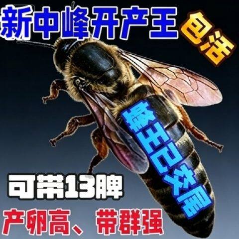 中蜂蜂王种王优质种王高产蜜蜂蜂王活体产卵王开产王蜜蜂王已交尾