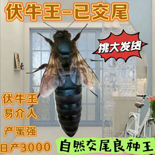 中蜂开产王产卵蜂王开产新王蜜蜂种王中华蜂王新开产王伏牛王交尾