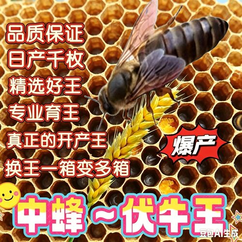 中蜂蜂王种王优质阿坝开产王已交尾蜜蜂王野生双色土蜂中蜂产卵王