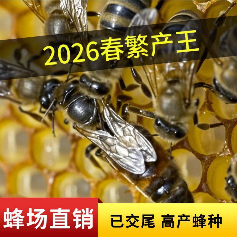 中蜂蜂王强群种王春繁高产开产王广西湖南本地阿坝土蜂开产新王