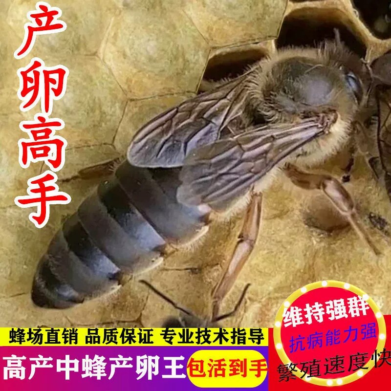 【现货秒发】中蜂蜂王种王蜜蜂蜂王活体产卵王双色杂交处女王