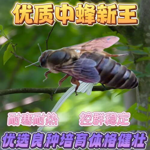 【四川蜂王】中蜂蜂王开产新王优质产卵蜂王精品鲜活彩虹蜜蜂蜂王