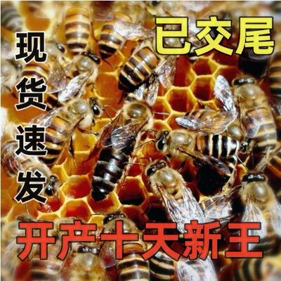 【交尾蜂王】开产王中蜂产卵王蜜蜂活体中蜂王阿坝王仓王双色王