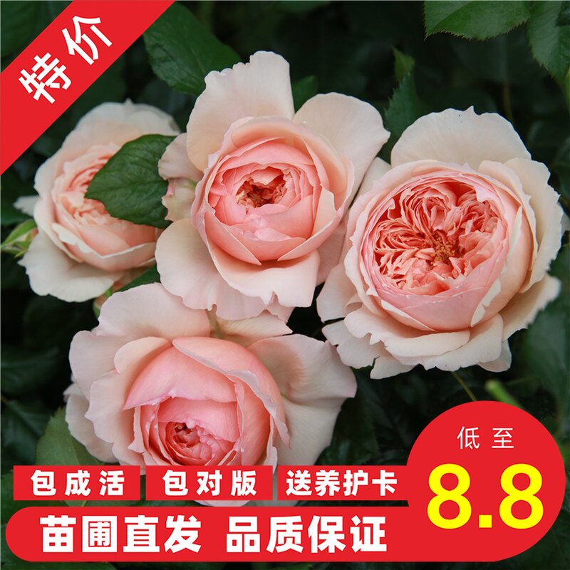 精选灌木月季花苗真宙四季开花卉女王阳台藤本盆栽岁月静好玫瑰园|ruв категории доставка цветов/цветок моделирования/растения садоводства, цветок/растения в горшках (новый), цветок - от Buy2taobao.com для оказания профессиональной услуги покупки агента Taobao